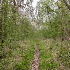 Swineshead Wood