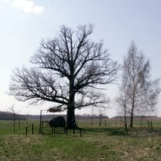 Jurgis Bielinis oak