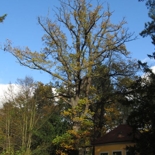 Schiller oak Loschwitz