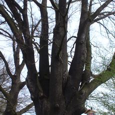 Památný dub letní v Lounech