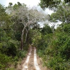 Arabuko Sokoke National Park
