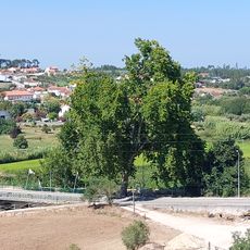 Árvore isolada em R. dos Bombeiros Voluntários (EN 237) - Louriçal