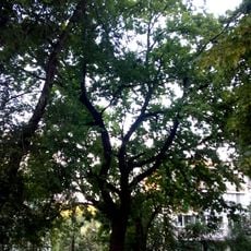 Quercus dalechampii on Costiujeni street, Codru