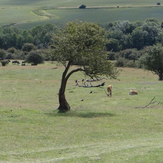 Port Lympne Wild Animal Park