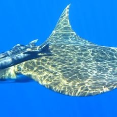 Menez Gwen Special Area of Conservation