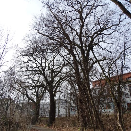 Skupina památných dubů u Říčanky v Uhříněvsi