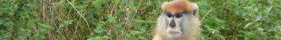 Panoramic View 1