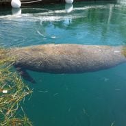 Atracciones de Miami: playas, distrito Art Deco, Parque Nacional Everglades