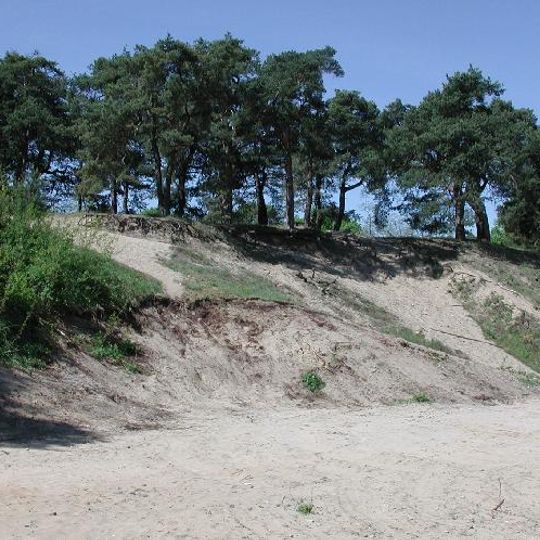 Sandhausener Dünen