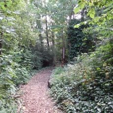 Belsize Wood
