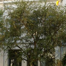 Wohnhaus Rutenstraße 21