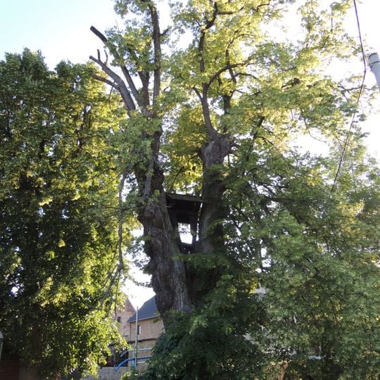 Lípa se zvoničkou v Božtěšicích