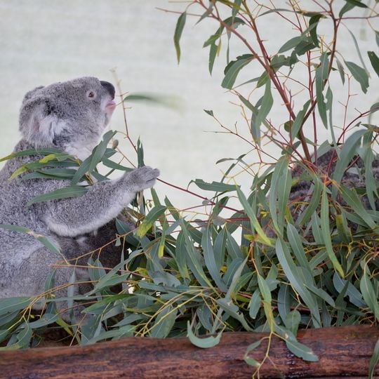 Cohunu Koala Park