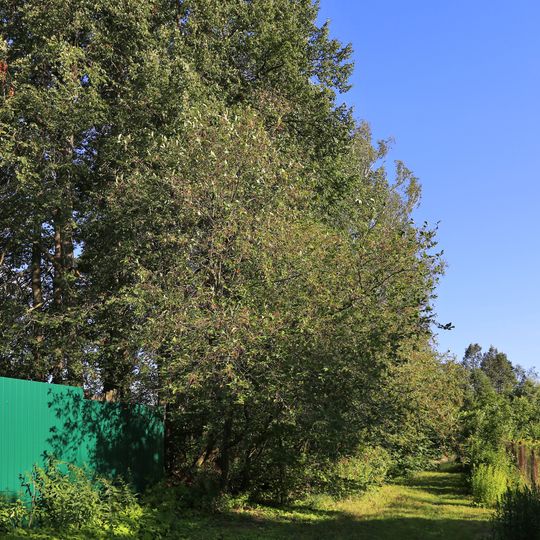 Усадьба Вяземских «Бережки»