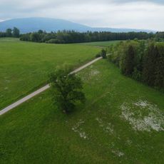 Dub v Kunčicích nad Labem