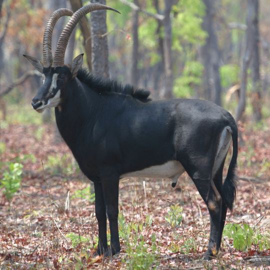 Parco nazionale di Cangandala