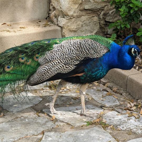 Mayfield Park and Nature Preserve