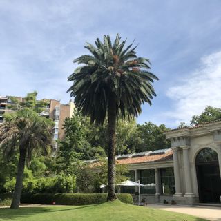 Palmera canaria en el Real Jardín Botánico