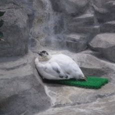 スバールバルライチョウ