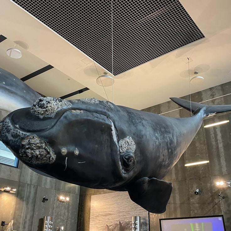 Whale Museum