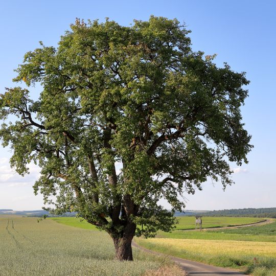 1 Birnbaum im Gewann „Neunmorgenäcker“