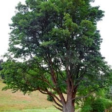 Maxův javor u Kozího potoka
