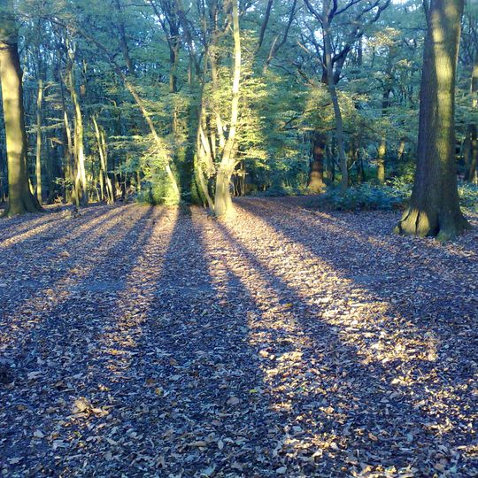 Coldfall Wood
