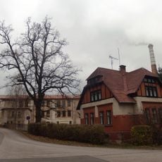 Dub letní ve Vrchlabí