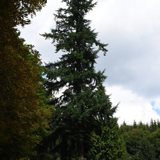 Douglaska tisolistá