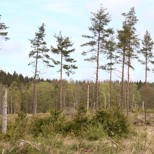 Svinamadsbäckens naturreservat