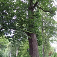 Lípa srdčitá před kostelem