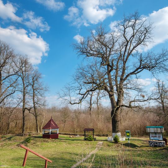 The age old oak in Balta district