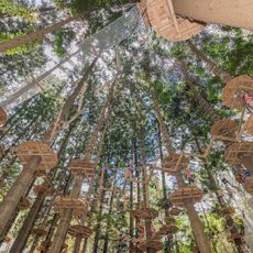 Treetops Adventure
