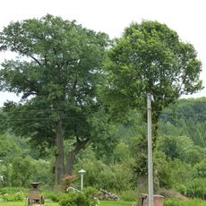 Duby letní v Albrechticích