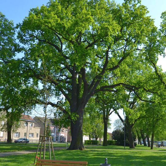 Naturdenkmal Friedens-Eiche Auf dem Dorfanger südlich des Kirchturms in Letschin