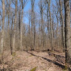 Oberurseler Stadtwald und Stierstädter Heide