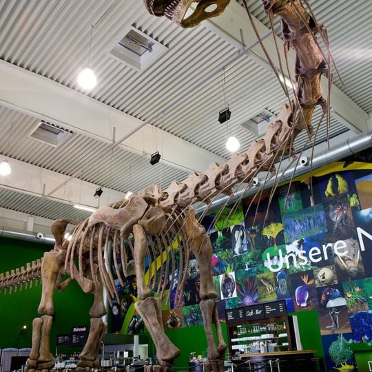 Gondwana – Das Praehistorium