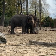 African Elephant