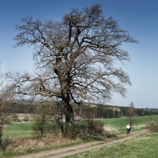 Eiche in der Kreuzwiese von Engelrod