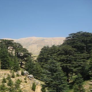 Arz (Liban)