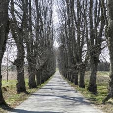 Mencendarbes liepu aleja