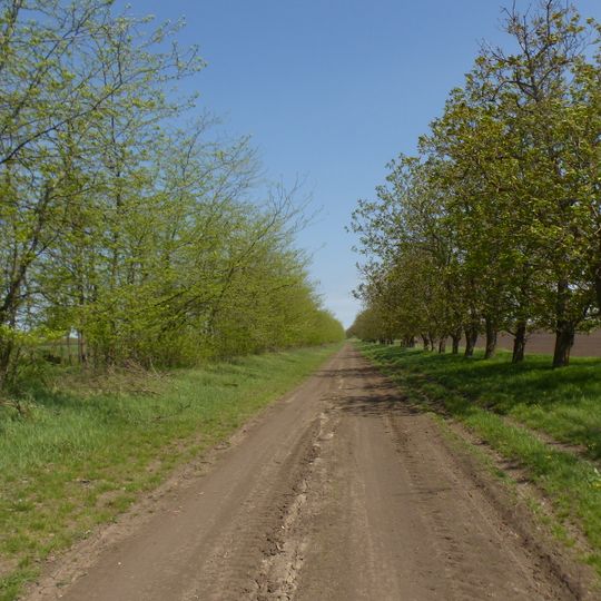 Windbreak of Tvardița