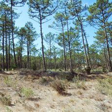 Site of Community Importance Dunas de Mira, Gândara e Gafanhas