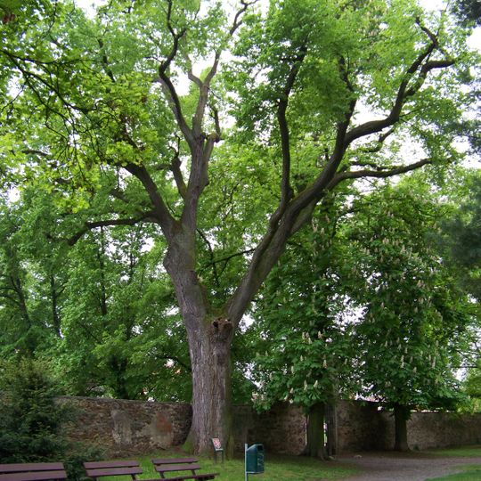 Lípa srdčitá u brány zámeckého parku