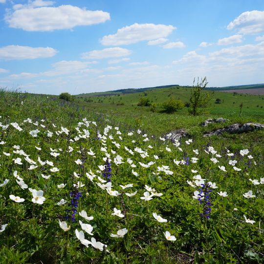 Halushchyntsi landscape reserve