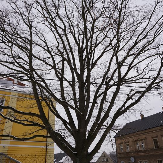 Dub ZŠ a MŠ Loučné