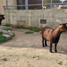 Petting Farm