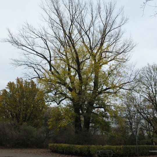 Pomnikowa topola w parku Wielkopolski