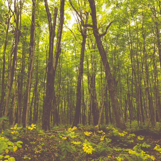 Beaver Basin Wilderness