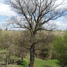 Mikalojaus Daukšos ąžuolas